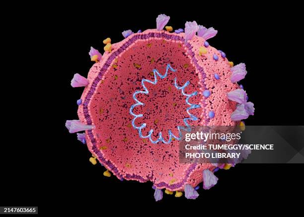 coronavirus structure, illustration - rna virus stock illustrations