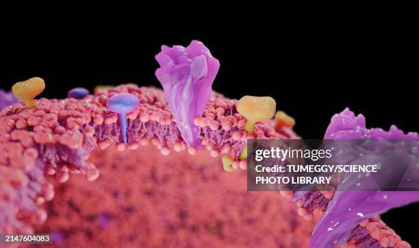 coronavirus membrane with proteins, illustration - nucleocapsid stock illustrations