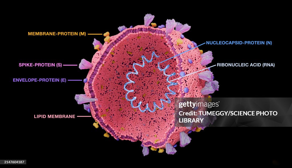 Coronavirus structure, illustration