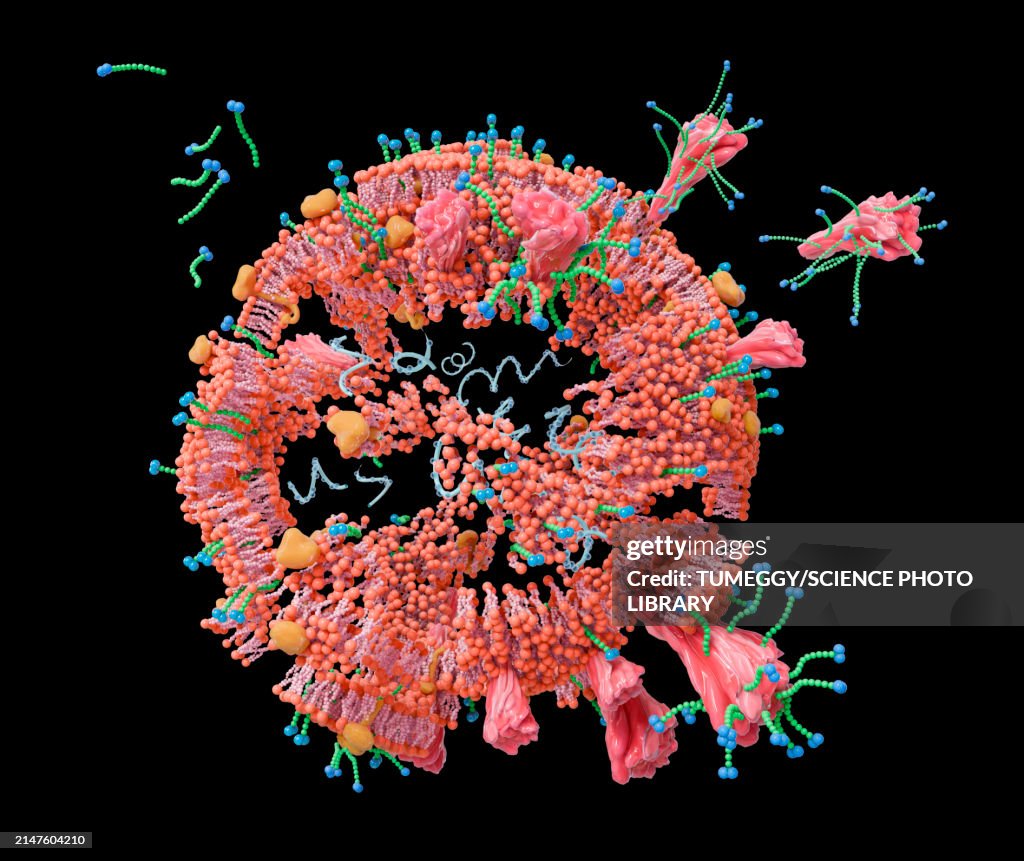 Soap molecules destroying a coronavirus, illustration