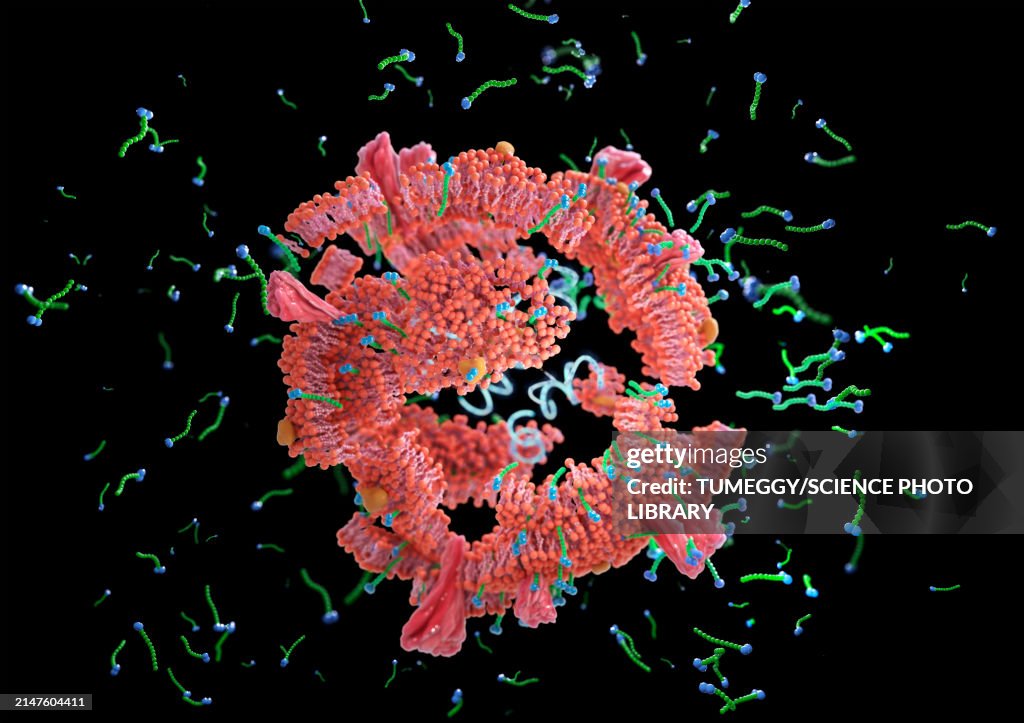 Soap molecules destroying coronavirus, illustration