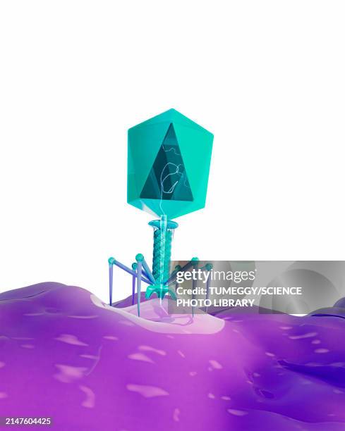 t4 bacteriophage infecting bacterium, illustration - t4 bacteriophage stock illustrations