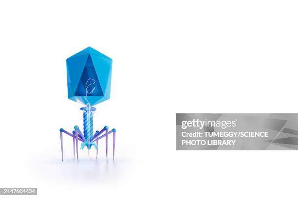 t4 bacteriophage, illustration - t4 bacteriophage stock illustrations