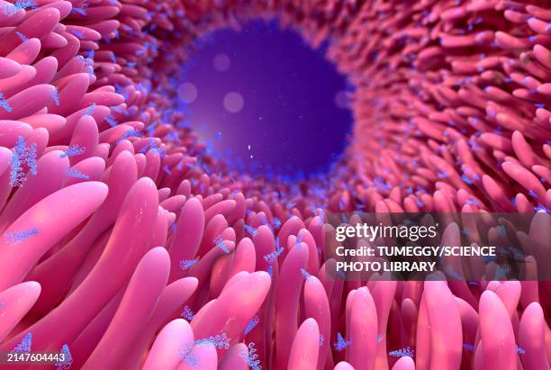 rna obelisks in digestive tract, conceptual illustration - obelisk stock illustrations