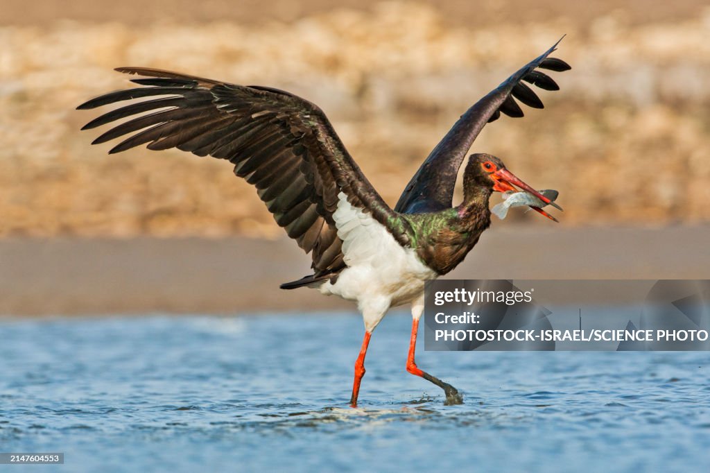 Black stork foraging for food