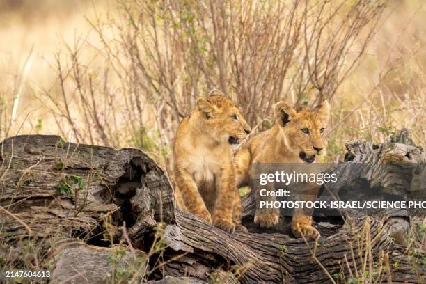 lion cubs playing - lion cub stock pictures, royalty-free photos & images