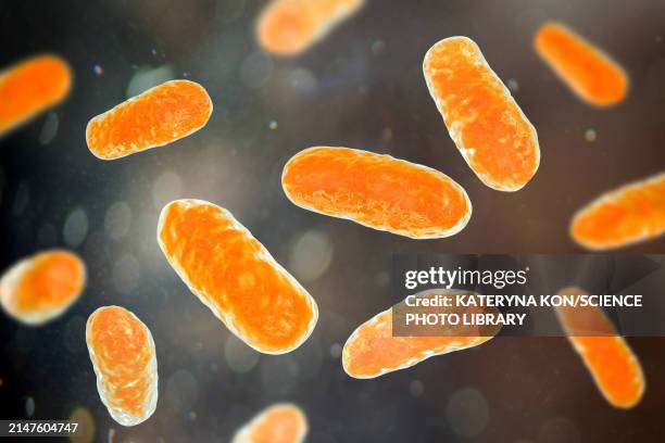 haemophilus influenzae bacteria, illustration - cellulitis stock illustrations