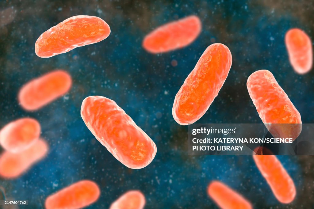 Haemophilus influenzae bacteria, illustration