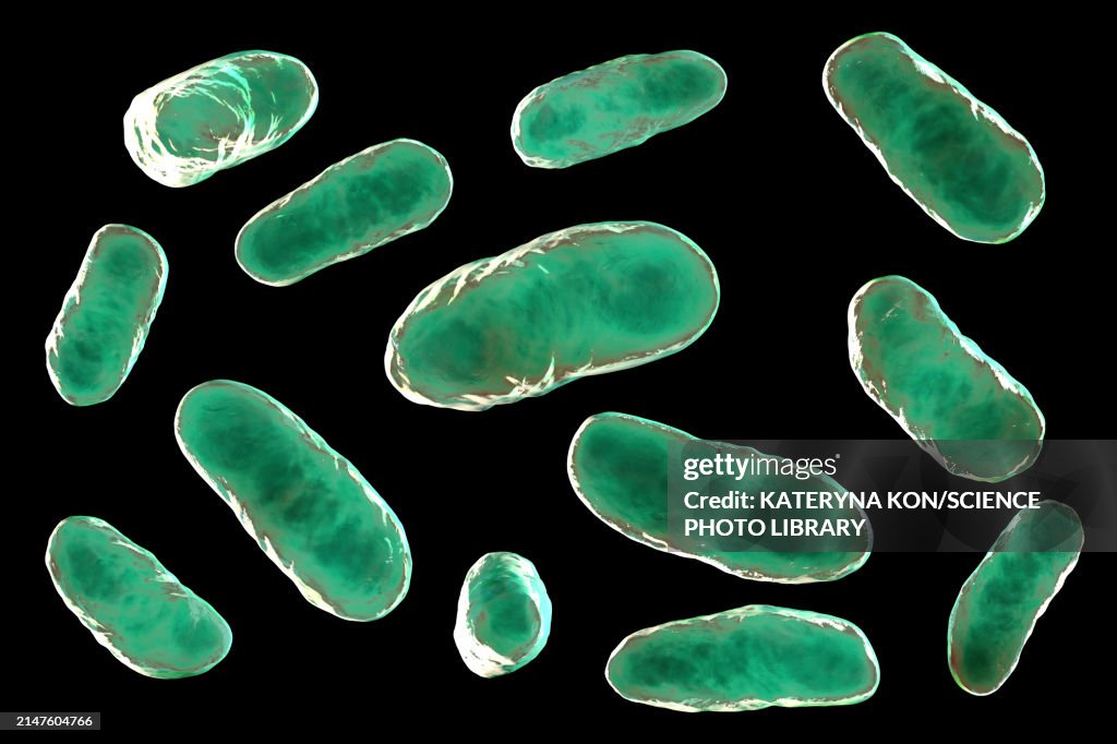 Haemophilus influenzae bacteria, illustration