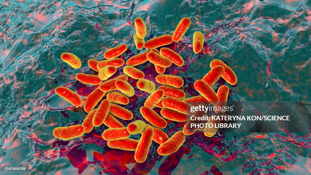 Haemophilus influenzae bacteria, illustration