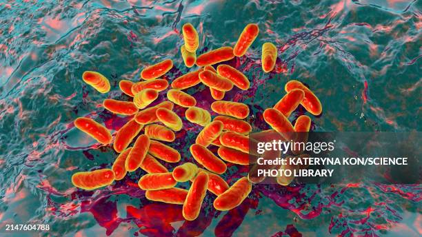 haemophilus influenzae bacteria, illustration - cellulitis-infection stock illustrations