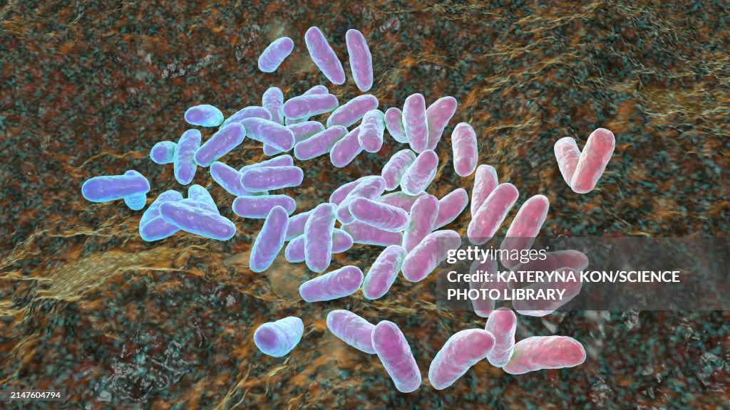 Haemophilus influenzae bacteria, illustration