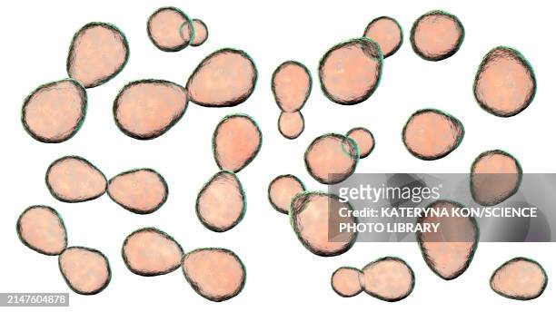 ilustrações de stock, clip art, desenhos animados e ícones de histoplasma capsulatum yeasts, illustration - histoplasma capsulatum