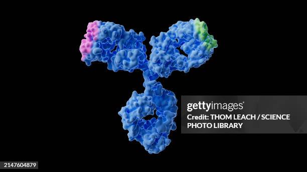 bispecific antibody structure, illustration - antibody stock illustrations