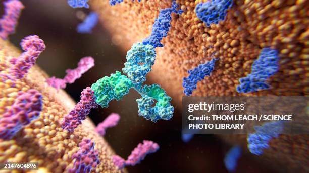 bispecific antibody in action, illustration - antibody stock illustrations