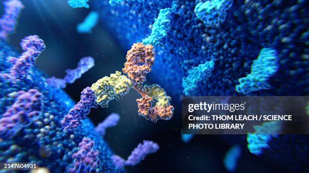 ilustraciones, imágenes clip art, dibujos animados e iconos de stock de bispecific antibody in action, illustration - anticuerpo