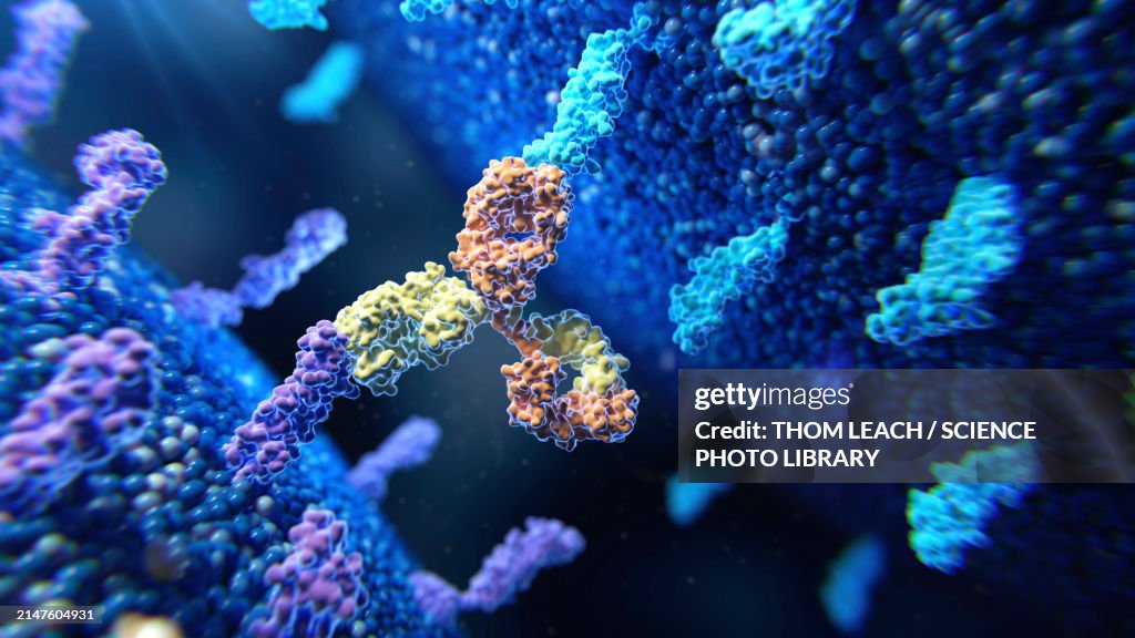 Bispecific antibody in action, illustration