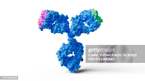 bispecific antibody drug, illustration - antibody stock illustrations