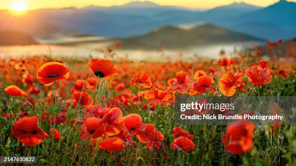 sunrise, tyrol. austria. - mémorial photos et images de collection