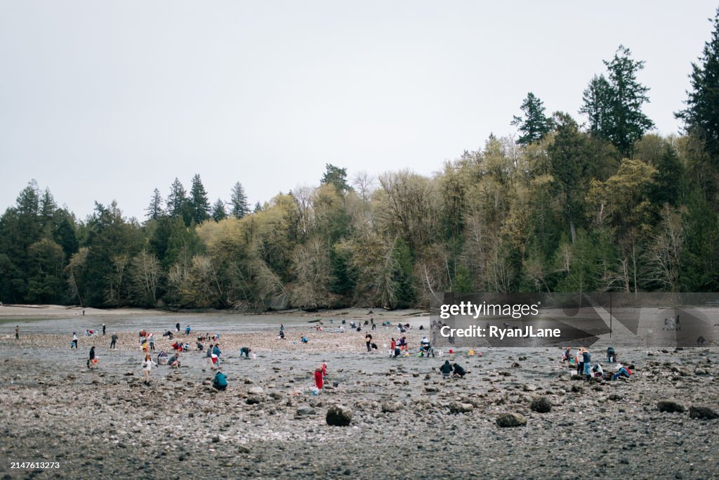 Hundreds of People Digging Clams on Puget Sound
