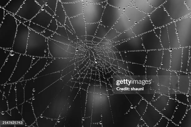 Spiderwo 1,204 Spider Web Black And White Stock Photos, High-Res Pictures, and ...