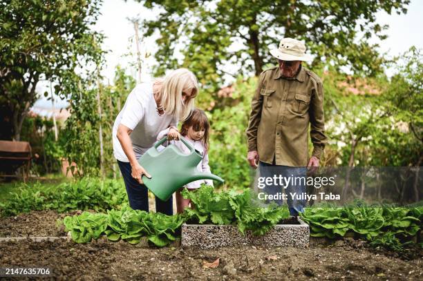 family gardening and watering plants. - tuincentrum stockfoto's en -beelden