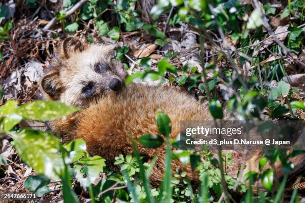 fluffy and lovely child japanese raccoon dog (nyctereutes procyonoides viverrinus,  family comprising dogs).

at omachi park natural observation garden, ichikawa, chiba, japan,
photo by march 30, 2024. - 千葉県 foto e immagini stock