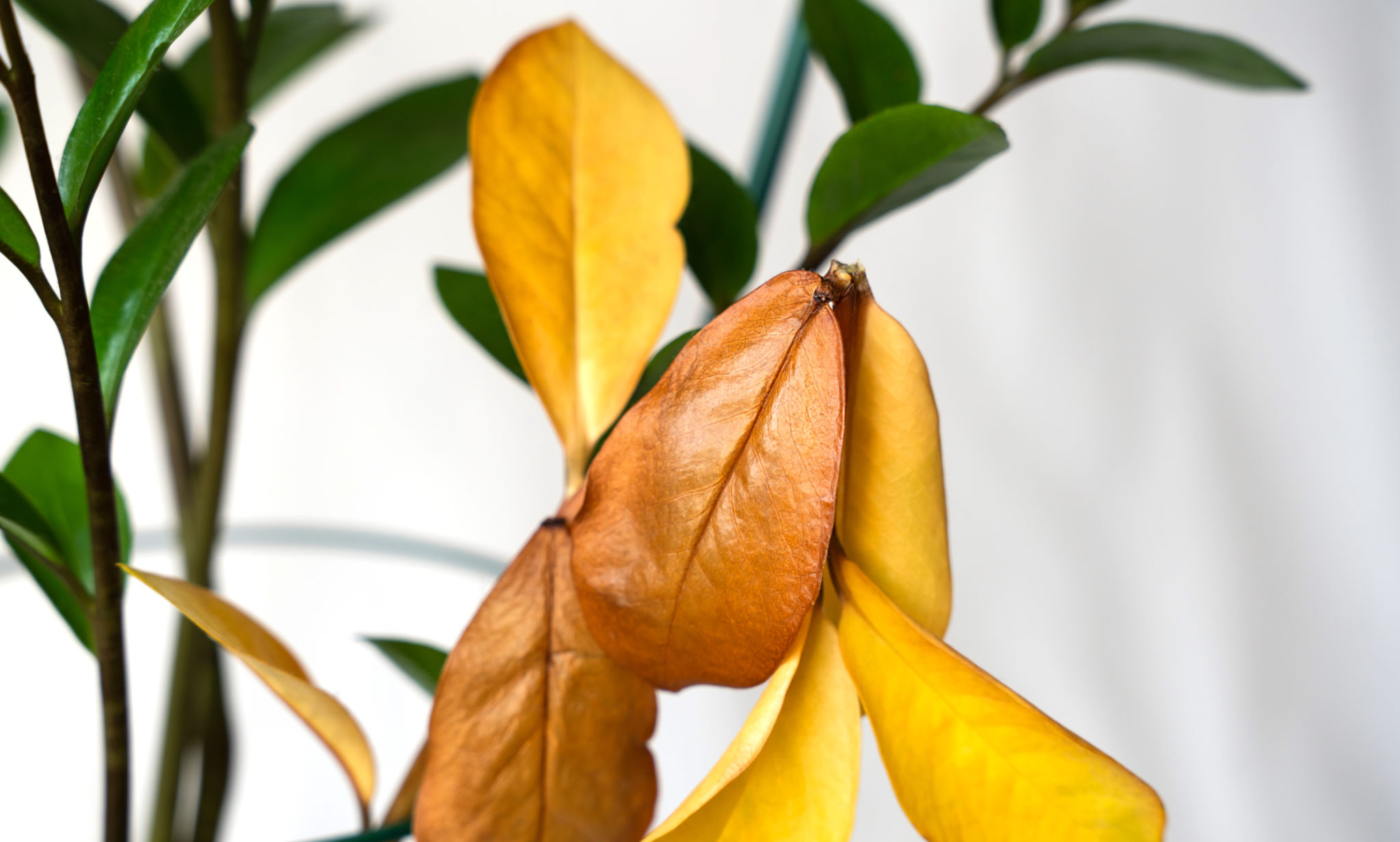 houseplant fertilizer