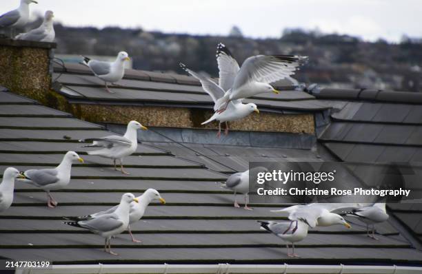 flock of seagulls up on the roof - seagull stock pictures, royalty-free photos & images