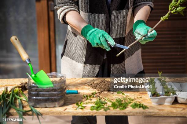 mejoramiento e injerto de plantas. clonación de árboles frutales - angiosperma fotografías e imágenes de stock