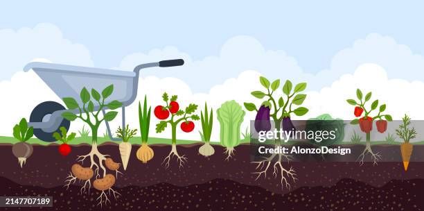 ilustraciones, imágenes clip art, dibujos animados e iconos de stock de huerto con verduras. paisaje ajardinado. concepto de dibujos animados con escena de jardín de verano. - huerta