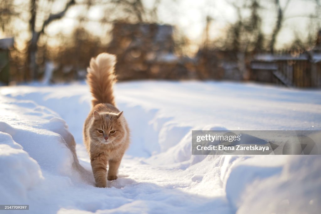 Red fluffy cat on a walk in winter