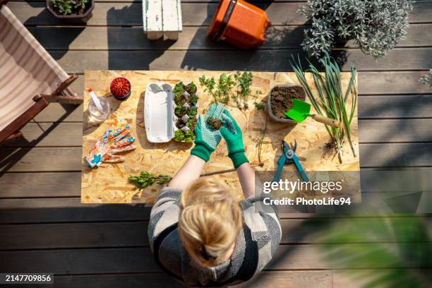 disfrutando de la afición a la jardinería - angiosperma fotografías e imágenes de stock