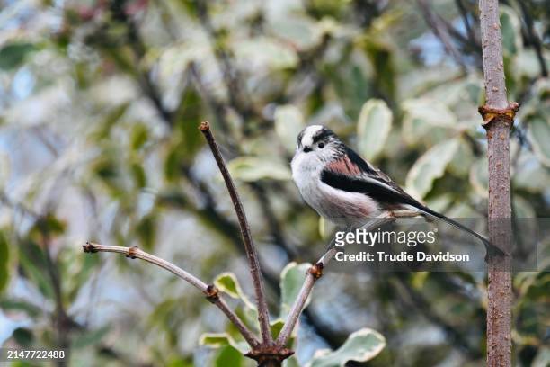 long-tailed tit on branch - tits stock pictures, royalty-free photos & images
