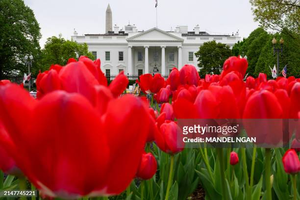Tulips flower in Lafayette Square in front of the White House in Washington, DC, April 12, 2024.