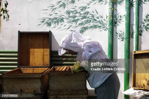 In this picture taken on March 12 urban beekeeper Sherry Liu inspects bee hive boxes on her house's rooftop at Shihlin district in Taipei. Under...