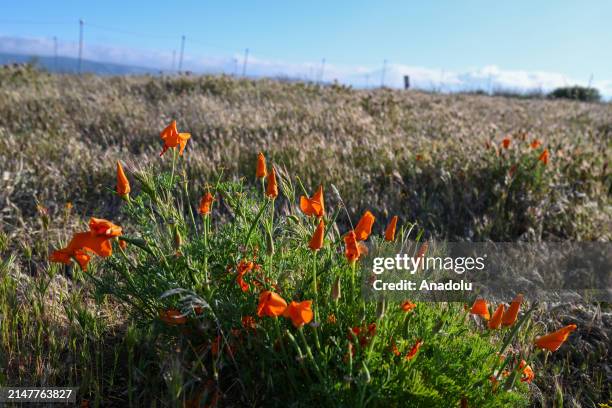 Wildflowers are in bloom in Antelope Valley Poppy Reserve of California, United States on April 12, 2024.