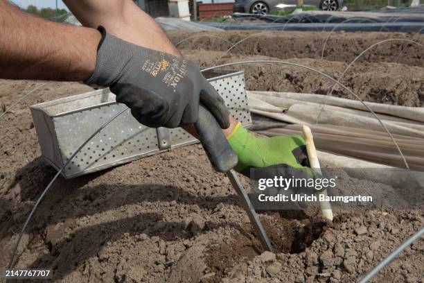 Seasonal workers from Poland harvesting asparagus on April 13, 2024 in Bornheim, Germany. The strong and spicy Bornheim asparagus has been recognized...