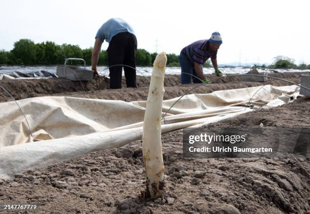 Seasonal workers from Poland harvesting asparagus on April 13, 2024 in Bornheim, Germany. The strong and spicy Bornheim asparagus has been recognized...