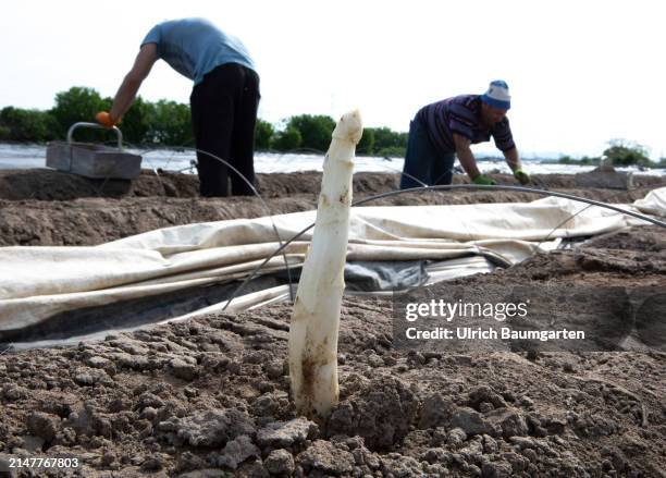 Seasonal workers from Poland harvesting asparagus on April 13, 2024 in Bornheim, Germany. The strong and spicy Bornheim asparagus has been recognized...
