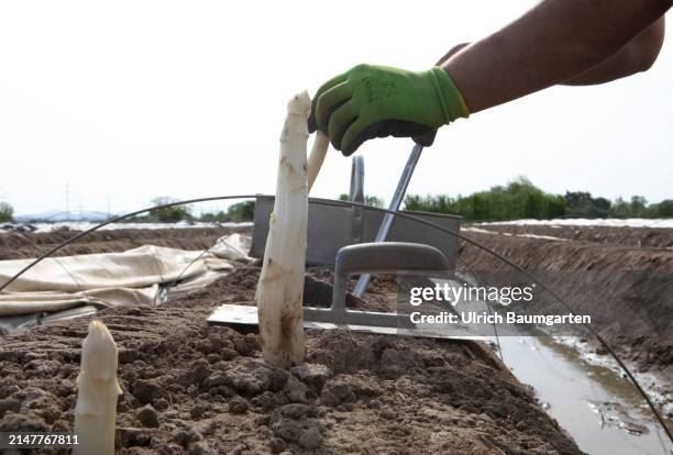 Seasonal workers from Poland harvesting asparagus on April 13, 2024 in Bornheim, Germany. The strong and spicy Bornheim asparagus has been recognized...