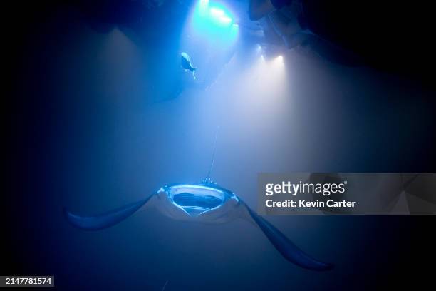 Manta ray swims in the Pacific Ocean under the lights of a snorkel tour group at Garden Eel Cove on January 19, 2024 in Kailua-Kona, Hawaii. The area...