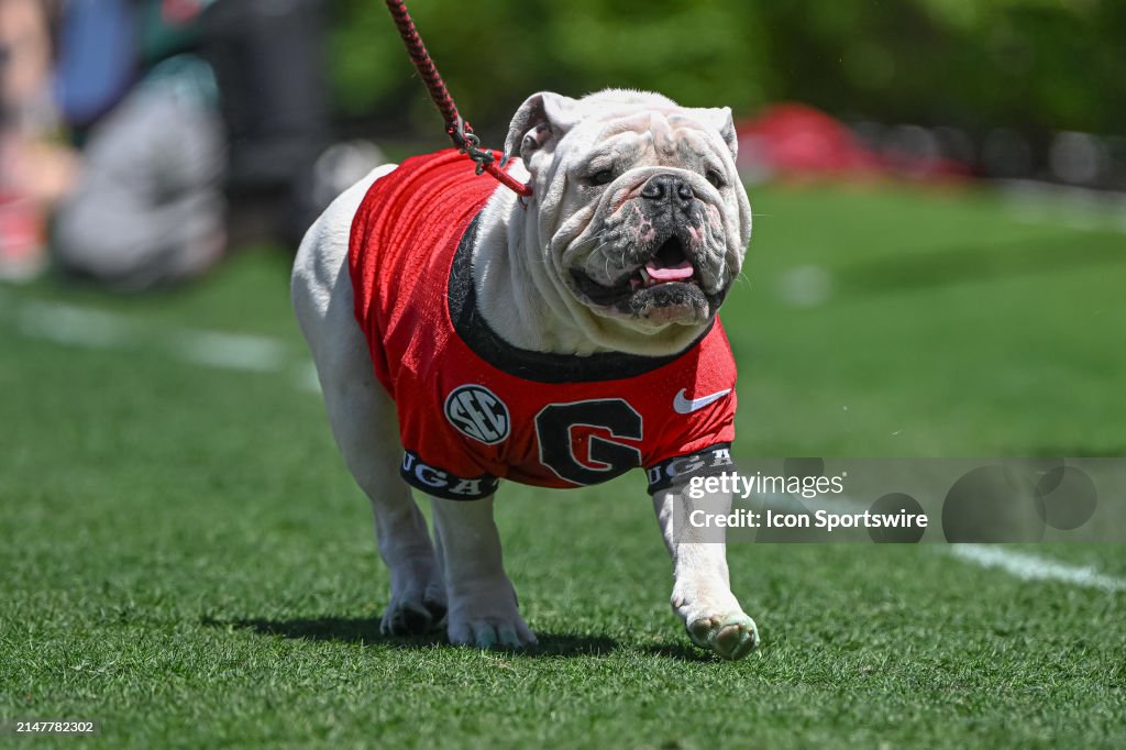 Uga Spring Game Georgia Bulldogs mascot 'UGA' during the G-Day Red and Black Spring ...