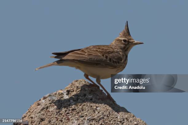 Crested lark is seen in the wetlands around the Doganpinar Dam during the spring season, when bird density is high due to the migration season in...