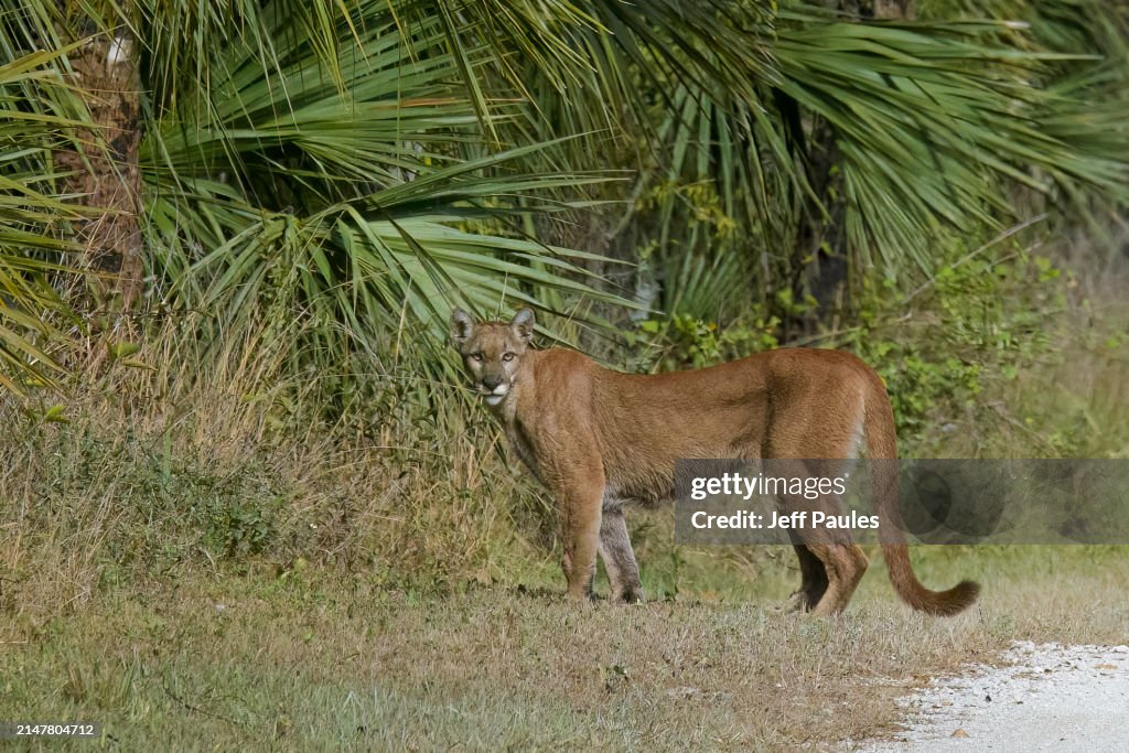 Florida Panther in the Big Cypress