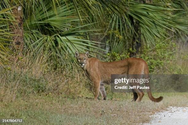 florida panther in the big cypress - florida panther everglades stock pictures, royalty-free photos & images
