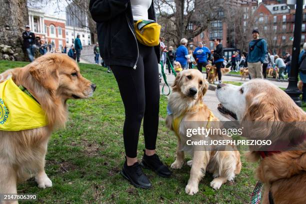 Golden retrievers and their owners gather together during the "Boston Marathon Golden Retriever Meetup" in Boston, Massachusetts, on April 14 one the...