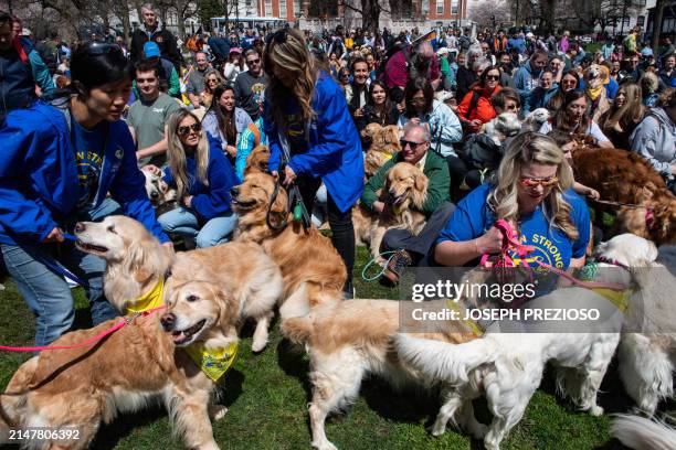 Golden retrievers and their owners gather for a group photo during the "Boston Marathon Golden Retriever Meetup" in Boston, Massachusetts, on April...