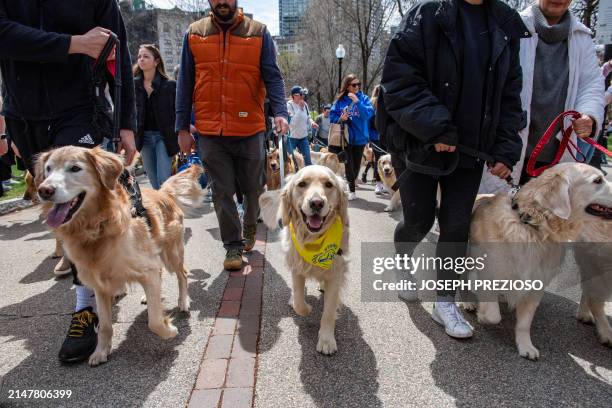 Golden retrievers are walked by their owners during the "Boston Marathon Golden Retriever Meetup" in Boston, Massachusetts, on April 14 one the eve...