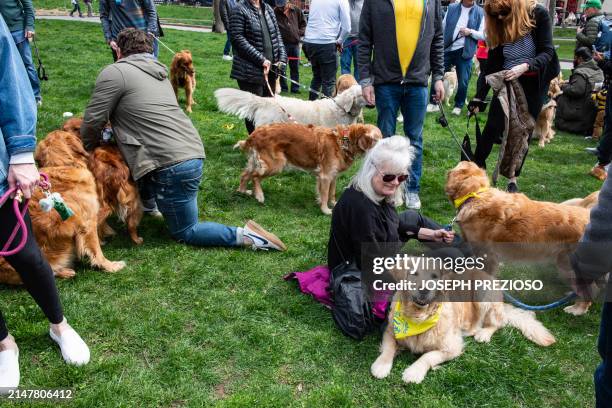 Golden retrievers and their owners gather during the "Boston Marathon Golden Retriever Meetup" in Boston, Massachusetts, on April 14 one the eve of...